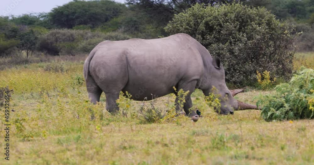 full view of a rhino grazing on the plains of the savannah full view of a rhino grazing on the plains of the savannah