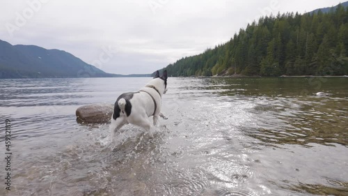 Cute Dogs, Boxer and Toy Fox Terrier Playing in Canadian Lake, Surround by Nature. Allouette Lake, Golden Ears Provincial Park, Greater Vancover, BC, Canada. photo