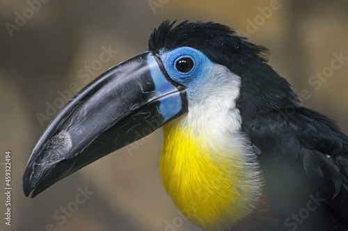yellow billed hornbill