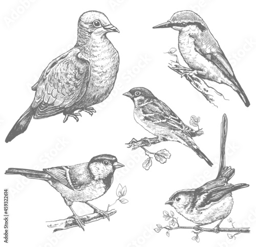 Set of birds hand drawn illustrations, sketches of pigeon, sparrow, kingfisher, tit monochrome vector image
