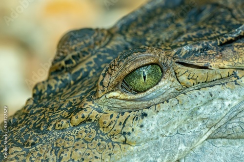 head of a crocodile