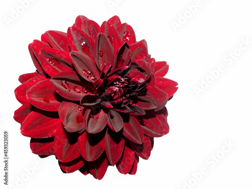 black dahlia flower on a white background. dark red flower