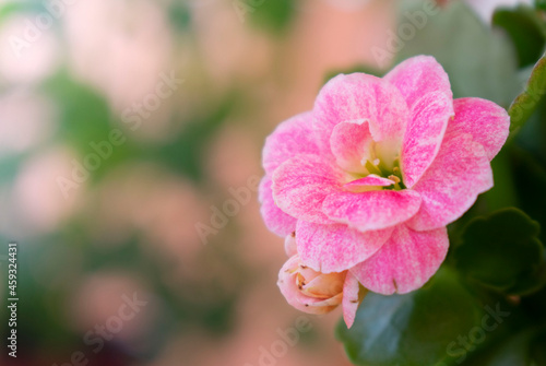 close up of pink flower.  Soft focus
