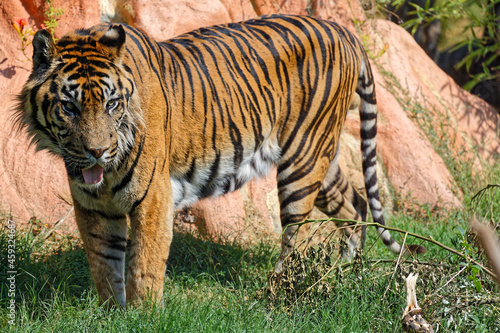 Tiger from Attica Zoological Park  Athens  Greece.