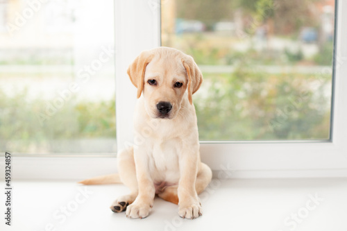 A sad Labrador puppy sits on the windowsill. Walk with your pet. Dog. Quarantine.