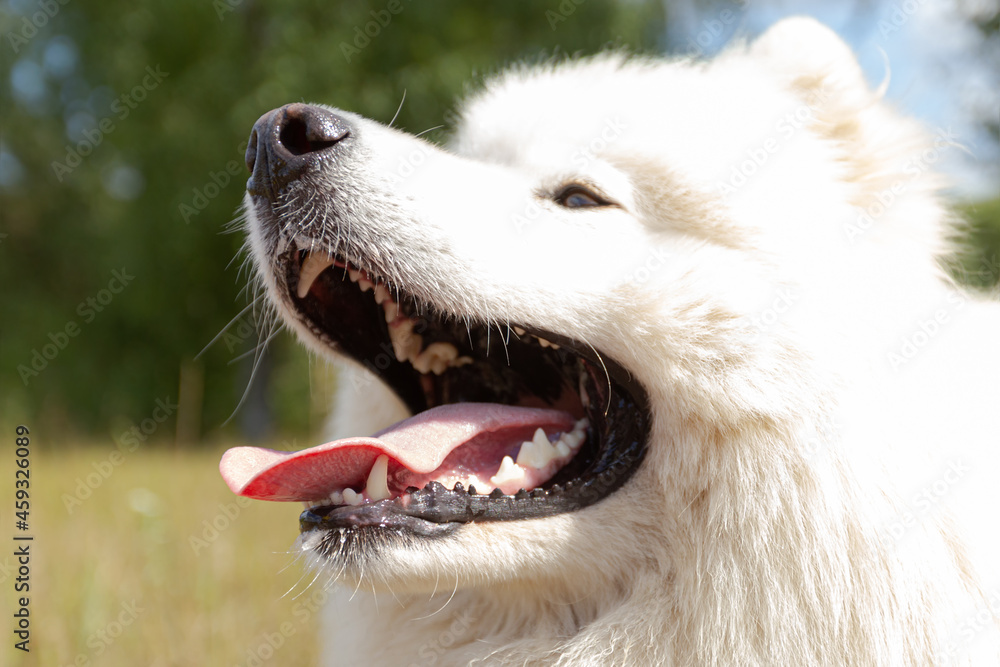 Samoyed. White fluffy dog outdoors in summer Samoyed. White fluffy dog outdoors in summer