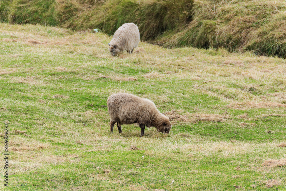 A few sheep on pasture. A few sheep on pasture.