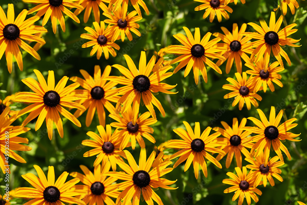 Floral background with yellow large Rudbeckia flowers Floral background with yellow large Rudbeckia flowers