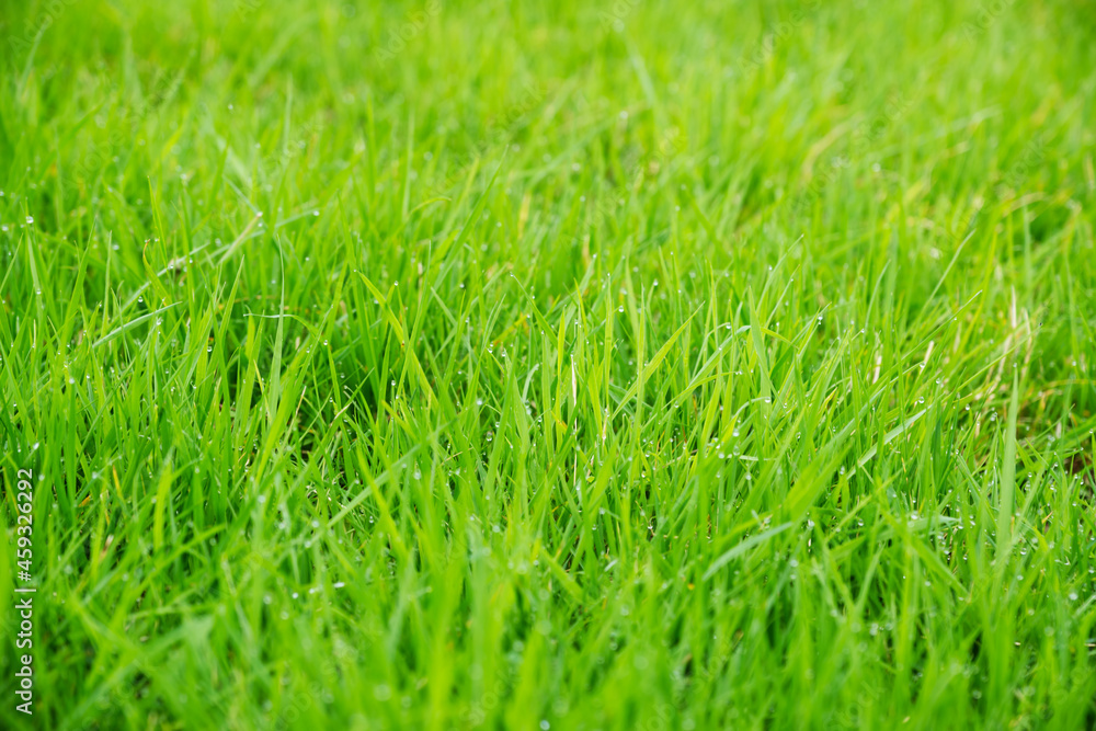 Meadow green lush grass. Closeup.