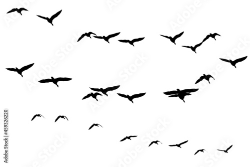 Flock of cranes isolated on white background. Bird wedge.