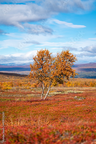 Red and Yellow isolated coloured Trees in the Autumn coloured hills of Swedish Lapland during Fall in Pieljekaise National Park.