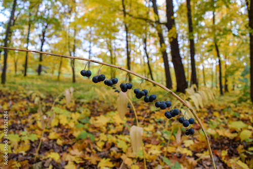 Kupena officinalis-berries on the background of an autumn forest photo