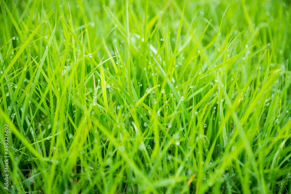 Meadow green lush grass. Closeup. Meadow green lush grass. Closeup.