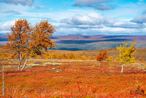 Fototapeta Naklejka Na Ścianę i Meble -  Red and Yellow isolated coloured Trees in the Autumn coloured hills of Swedish Lapland during Fall in Pieljekaise National Park.