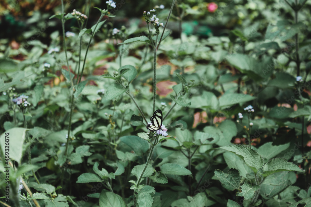 Obraz premium Mariposa