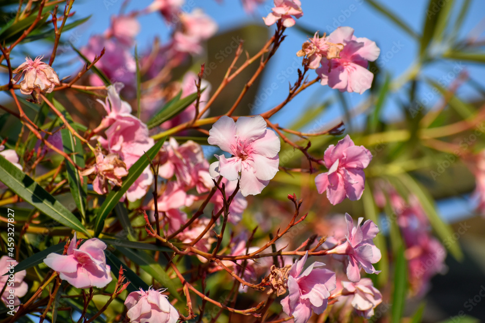 Obraz premium Fleur d'été