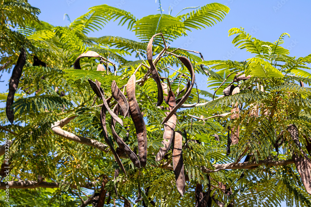 Brown seed pods among green leaves Brown seed pods among green leaves