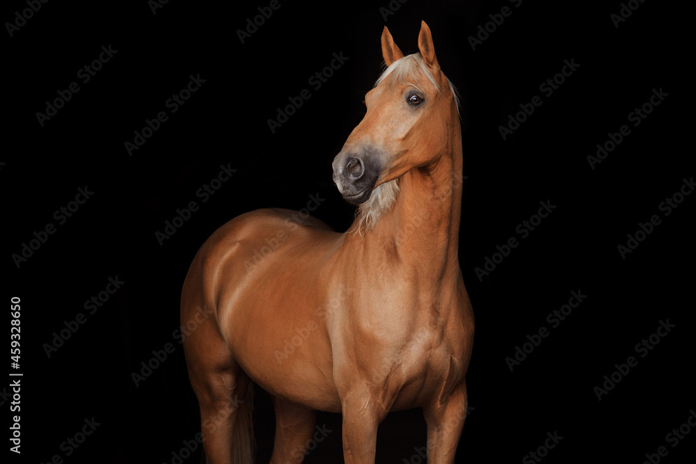 Obraz premium The Nightingale Horse portrait black background