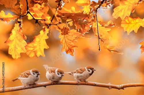 little funny birds are sitting in the autumn garden among the golden foliage