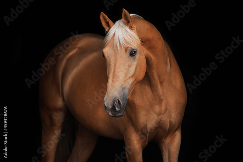 The Nightingale Horse portrait black background