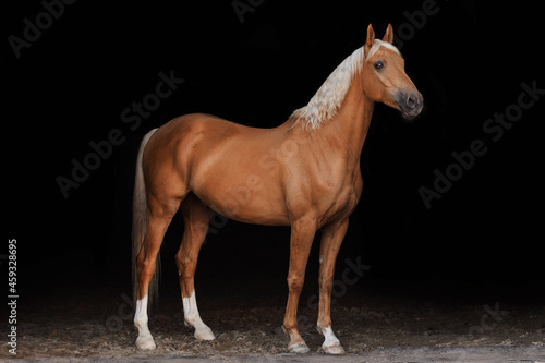 The Nightingale Horse portrait black background