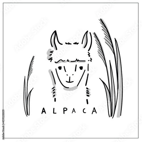 Sweet alpaca vector illustration in hand-drawing. Cute animal head shot picture with hand lettering - Alpaca - 
