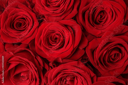 Red roses close-up  background  texture