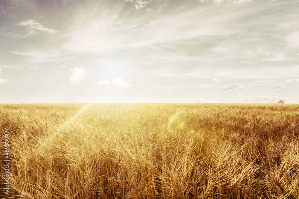 Wheat field at sunset. Ears closeup. Wheat field at sunset. Ears closeup.