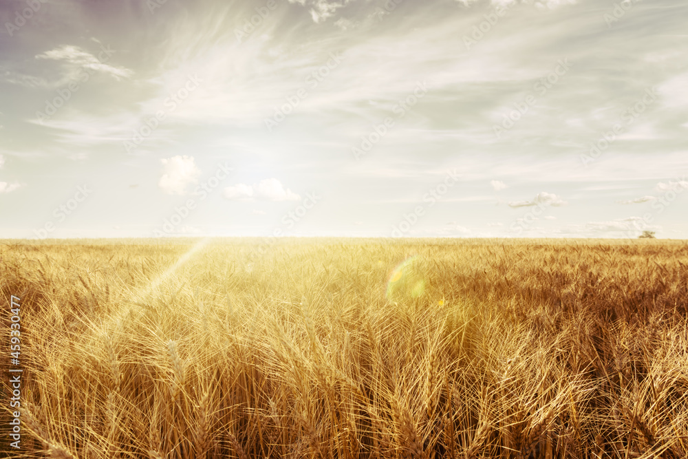 Wheat field at sunset. Ears closeup.