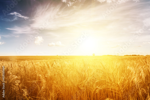 Wheat field at sunset. Ears closeup.