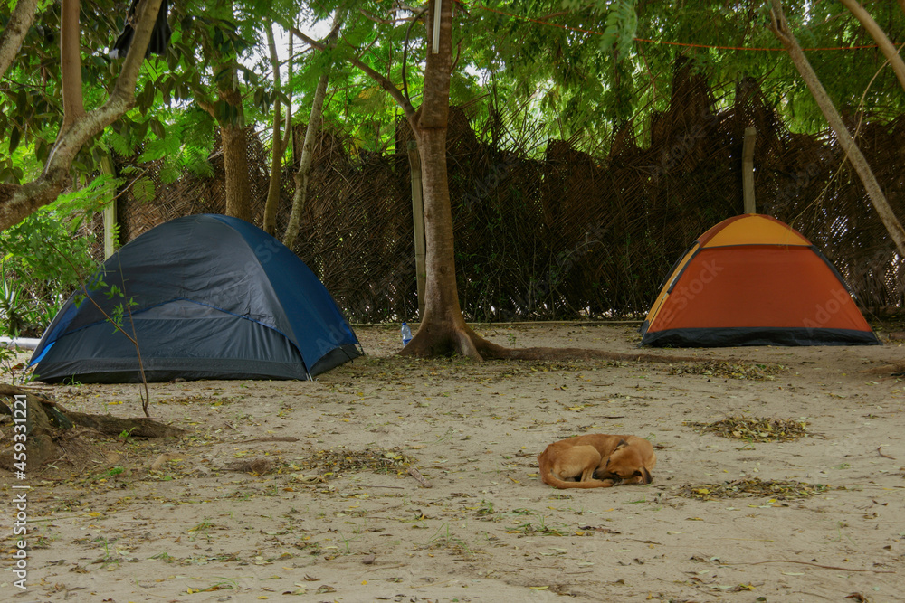 A dog sleeps infront of tents