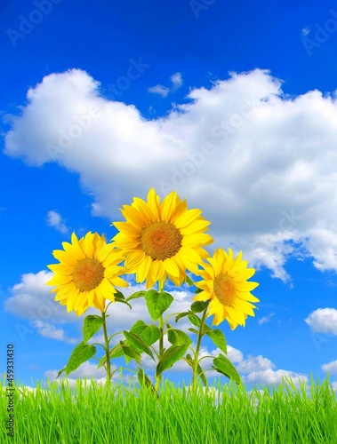 Field of sunflower