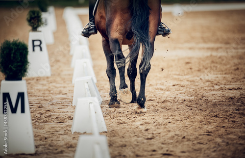 Equestrian sport. Hooves with horseshoes of a running horse. The legs of a dressage horse galloping, rear view. The leg of the rider in the stirrup, riding on a red horse.