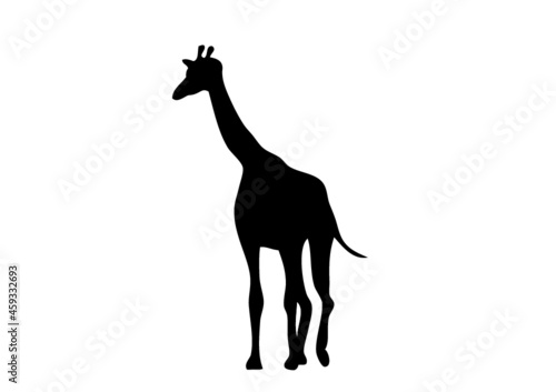 girafe