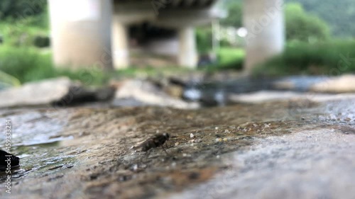 Wallpaper Mural Semisulcospira libertina and black mystery snail Torontodigital.ca