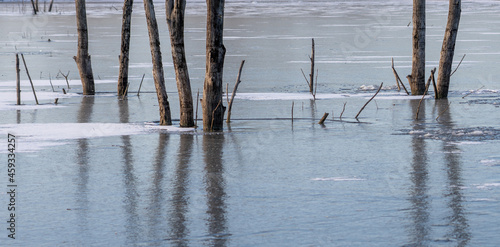 Fotografi An ice-bound winter river with tree trunks frozen into the ice