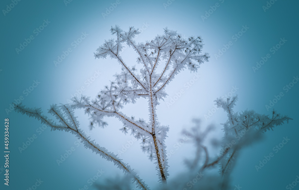 Prickly weed, close-up, covered with prickly frost in severe frost on a blue background Prickly weed, close-up, covered with prickly frost in severe frost on a blue background