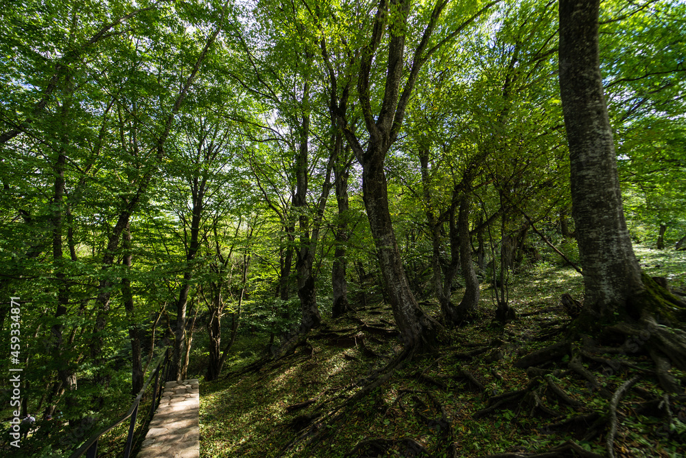 Rural forest on Gombori Pass Rural forest on Gombori Pass