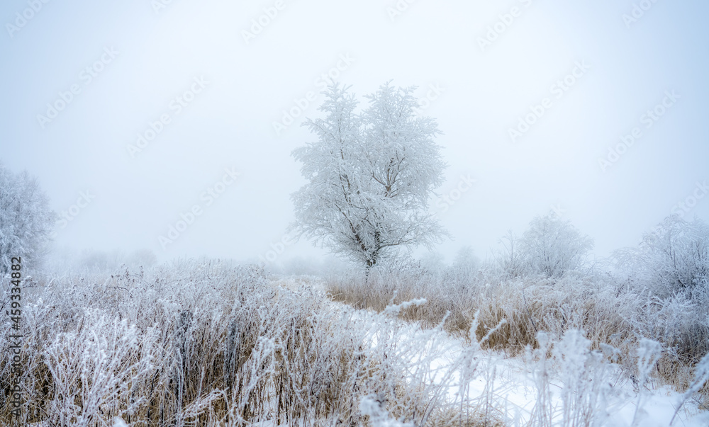 A tree covered with a thick layer of frost stands by a rural road covered with snow A tree covered with a thick layer of frost stands by a rural road covered with snow