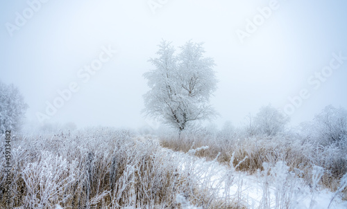 A tree covered with a thick layer of frost stands by a rural road covered with snow