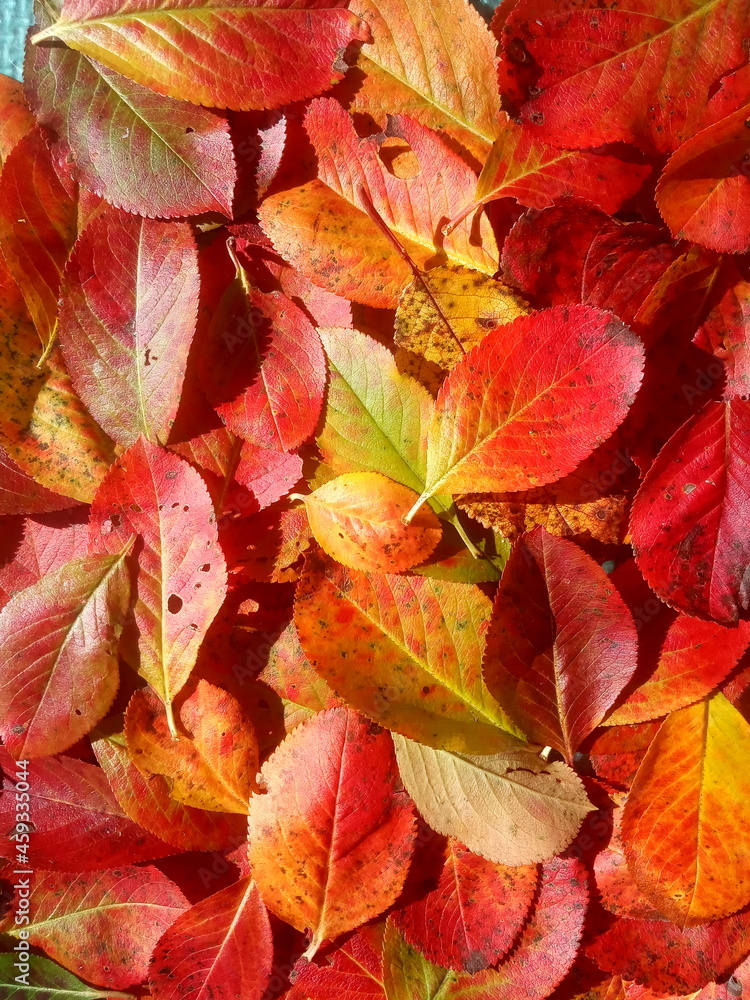 Fototapeta premium red and yellow leaves background