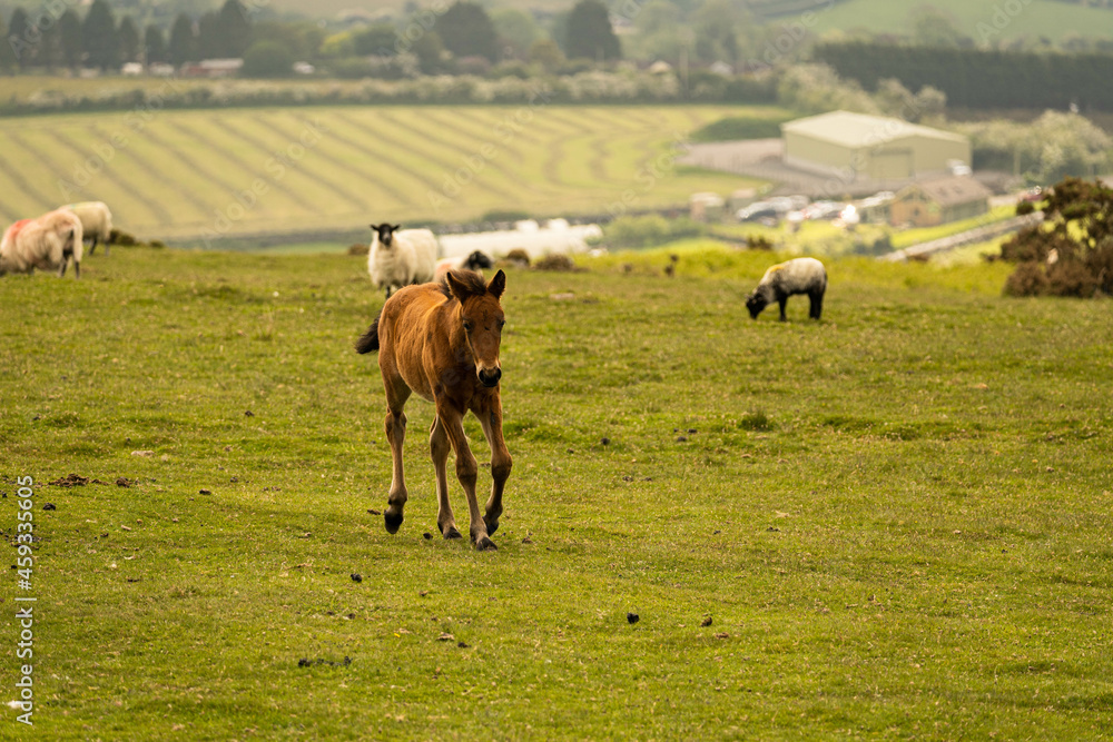 Young male horse walking and looking for fresh grass to eat during a summer morning in Cornwall, United Kingdom