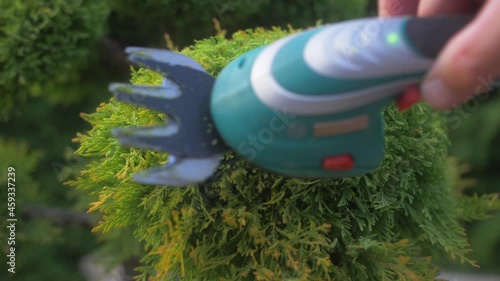 The gardener's hands are cutting a cypress bush with a compact electric trimmer. Slow motion.