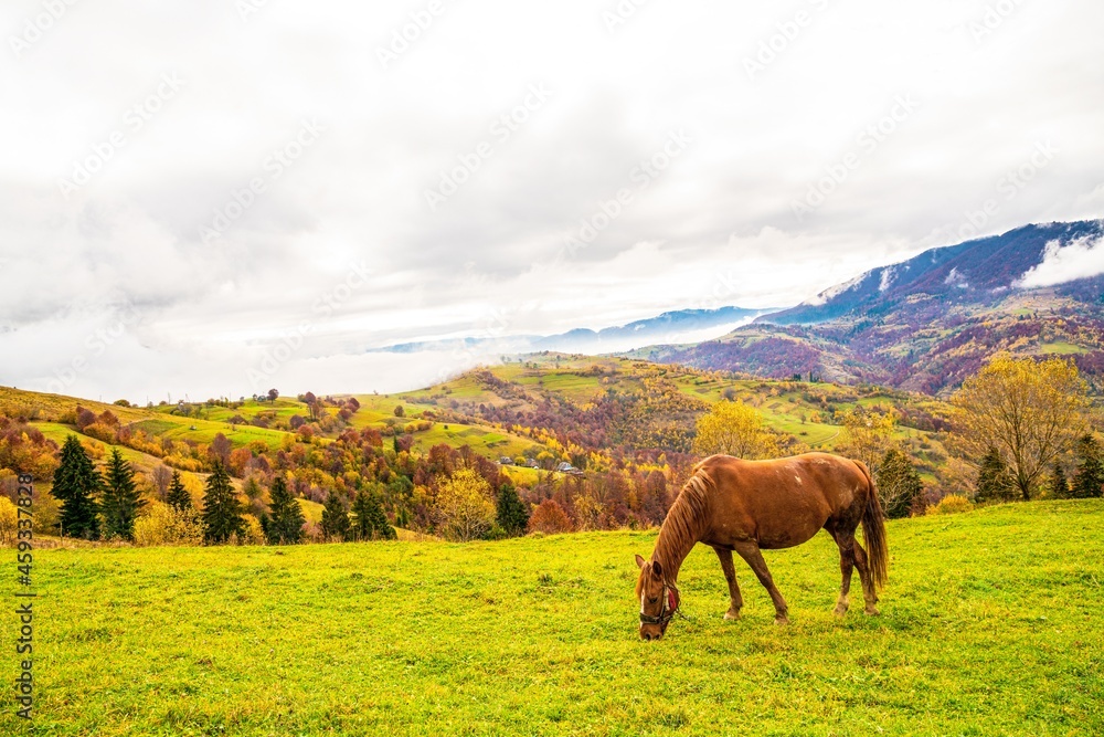 A handsome stallion walks in the field and eats juicy grass