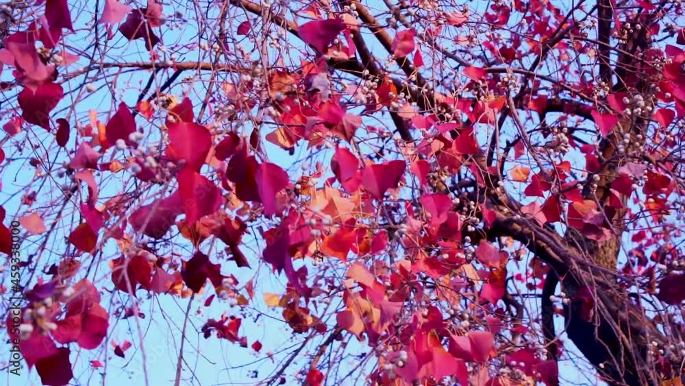  Slow-motion close up shot of orange and red leaves in autumn season in Pakistan