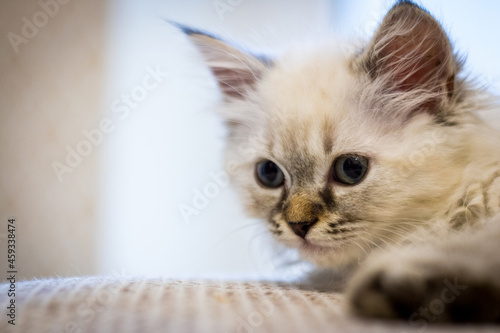 little cute gray kitten looks to the side. Kitty. eyes. cute. copyspace