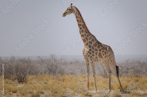 Giraffe standing vigilant over a nearby lion