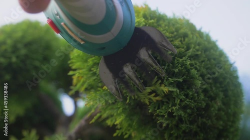 The gardener's hands are cutting a cypress bush with a compact electric trimmer. Slow motion.
