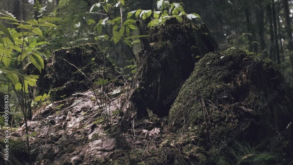 Mystical forest, eerie wood. a cut down tree, only a stump and roots left Mystical forest, eerie wood. a cut down tree, only a stump and roots left
