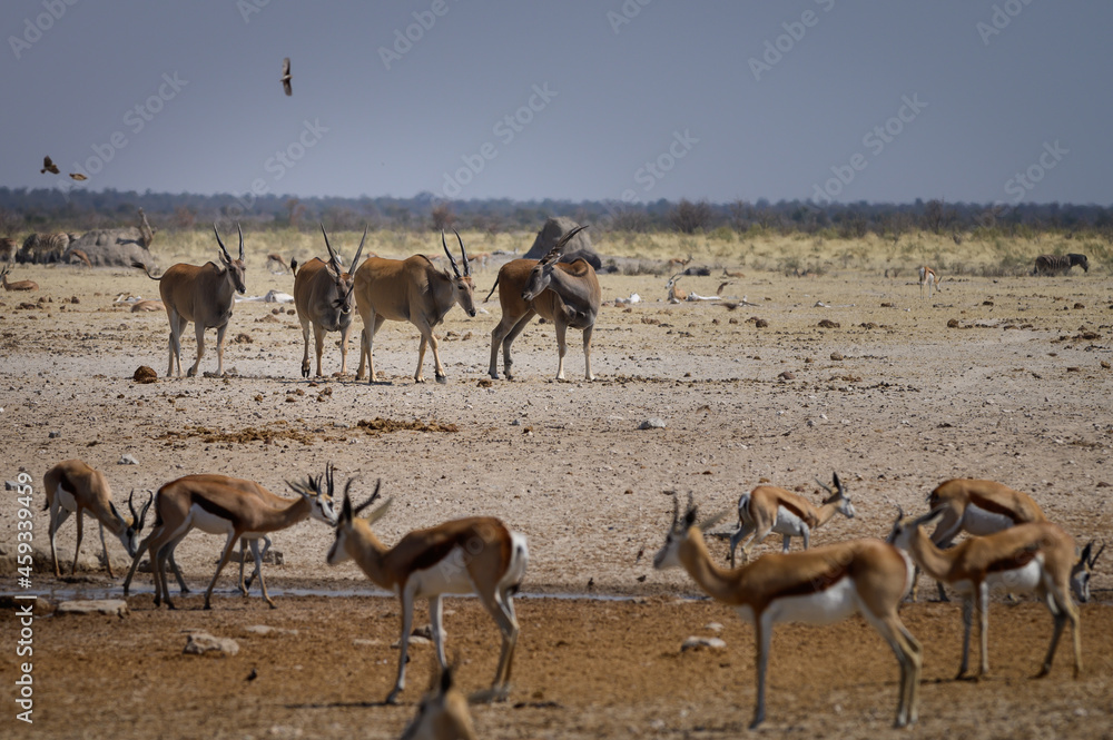 Herbivores at a waterhole Herbivores at a waterhole